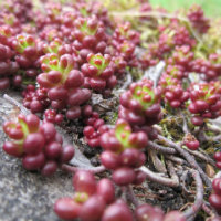 Sedum - purple succulent leaves